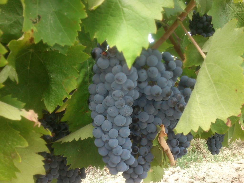 바스키 Borgo Buciardella 빌라 외부 사진